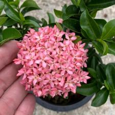 Ixora sp.(T15) pink flower 280 по 1100р