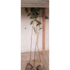 Cinnamomum camphora (seedling) 45