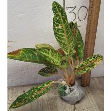 Аглаонема Индиана Квин / Aglaonema Indiana Queen A-31