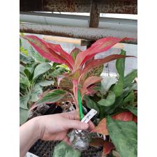 Aglaonema Siam Aurora (Red)100