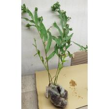 Drynaria quercifolia 'Kratae Siam' pot 146/1 по 3500p