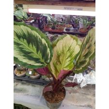 calathea marion 12 cm горшке