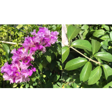 Mansoa alliacea Bignoniaceae 318