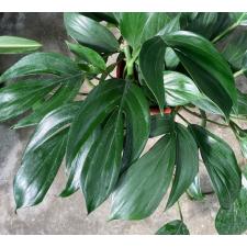 Epipremnum pinnatum 'Dragon Tail' 354