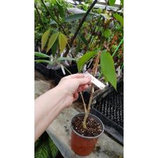 Clitoria fairchildiana (Brazil) 269