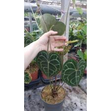 Anthurium crystallinum pot
