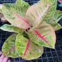 Aglaonema P-23 Moon lightPink