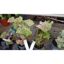 Caladium 2B