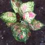 Aglaonema Unyamanee Pink variegated - Tricolor
