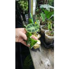Colocasia affinis 119/1