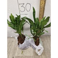 Microsorum scolopendra compact - Laua'e in Hawaii