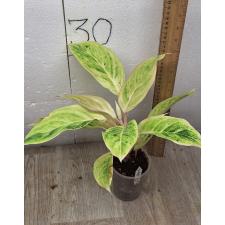Aglaonema Aurora white A-9