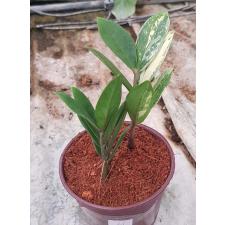 Zamioculcas zamifolia variegated short leaf 4pot