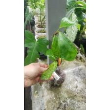 Elatostemma sp.(T03) 136