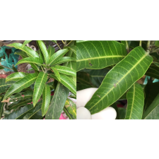 Mangifera indica 'Ratt' (grafted). 198