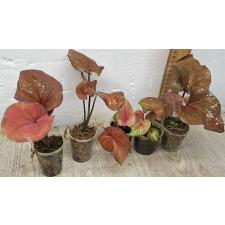 Каладиум сп. С-10 / Caladium sp C-10