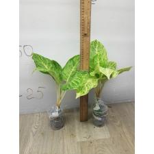 Aglaonema Silver Rose A-72