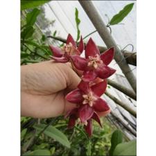 Hoya imperialis 'Red' A4