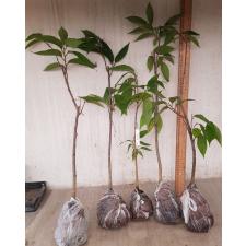 Rollinia deliciosa (seedling) 292
