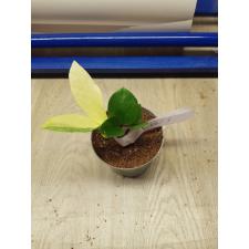 Zamioculcas zamifolia short leaf 5 по 2500р