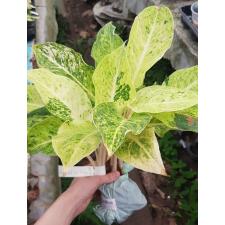 Aglaonema-T9-Lak-Sab-Thong