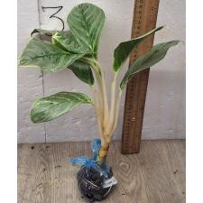 Аглаонема Иккую-сан / Aglaonema Ikkyu-san A-33