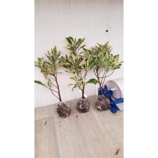 Ardisia sp. (White margin) 14 по 2200р