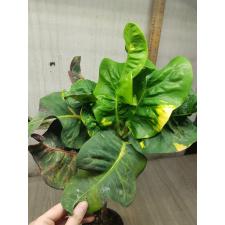 Codiaeum Matchawan 43 L