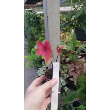 Caladium 31
