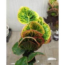 Codiaeum A30 Mut tha na