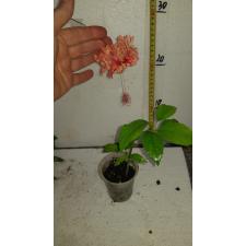 Hibiscus schizopetalus