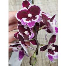 Phal. Younghome Chocolate