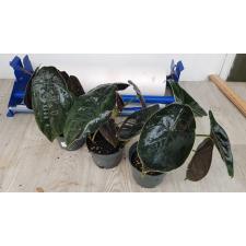 Alocasia azlanii pot уценка 850p