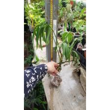 Epipremnum sp.(T01) Fish Bone 113/1
