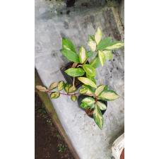 Hoya Carnosa 'tricolor' pot