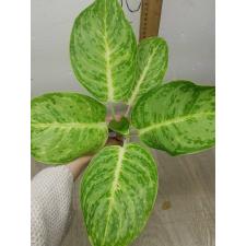 Aglaonema Silver Rose A-72