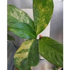 dieffenbachia sp Yellow variegated Д 10,04