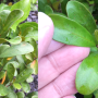 Ficus sp.(T31) maybe F. craterstoma