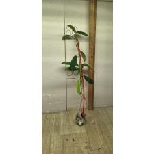 Hoya meliflua (#155)