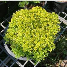 Murraya micro (golden leaf