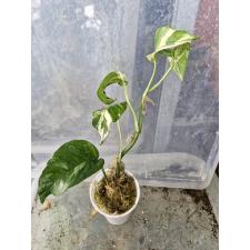 Epipremnum pinnatum variegata super variegata s д стакан 650p