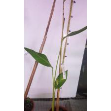 Heliconia 'Golden Torch' variegated 376