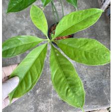 Anthurium digitatum 134/1