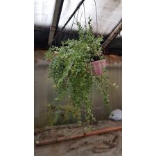 Dischidia ruscifolia 'Million Heart' variegated pot подвес