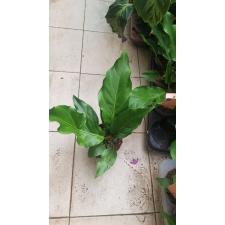 anthurium plowmanii wave of love 12 cm pot