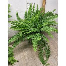 Nephrolepis exaltata 'Spiral leaf' (L)