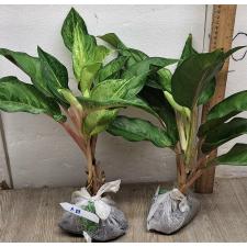 Аглаонема Фрозен блэк / Aglaonema Frozen black A-27