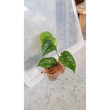 Scindapsus sp. Sarawak стакан 2500р