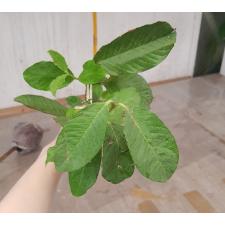 Psidium guajava 'Kimju' 275