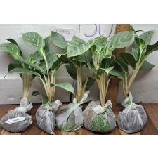 Аглаонема Иккую-сан / Aglaonema Ikkyu-san A-33